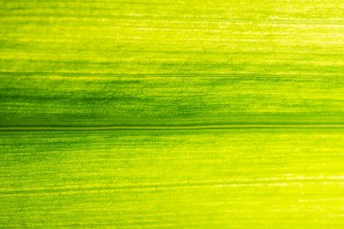 Yeşil yapraklardan oluşan arka plan makro deseni