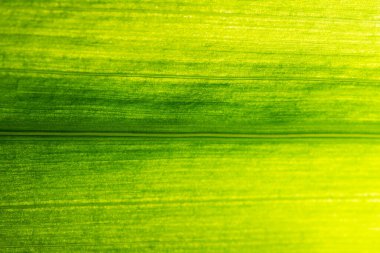 Yeşil yapraklardan oluşan arka plan makro deseni