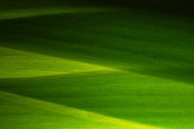 Yeşil yapraklardan oluşan arka plan makro deseni