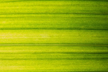 Yeşil yapraklardan oluşan arka plan makro deseni