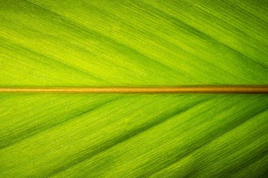 Yeşil yapraklardan oluşan arka plan makro deseni