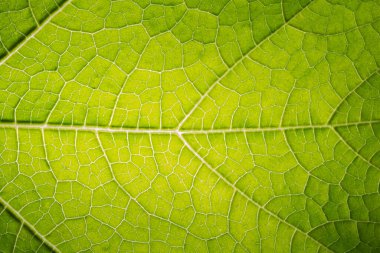 Yeşil yapraklardan oluşan arka plan makro deseni