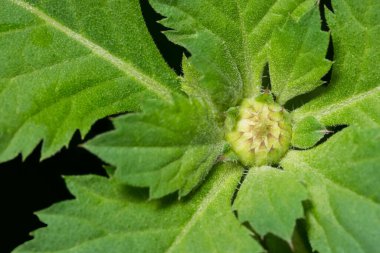 Yeşil yapraklardan oluşan arka plan makro deseni