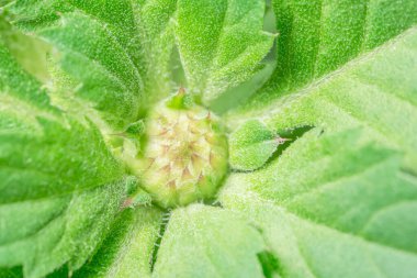 Yeşil yapraklardan oluşan arka plan makro deseni