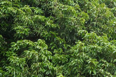 Yeşil yapraklardan oluşan arka plan makro deseni