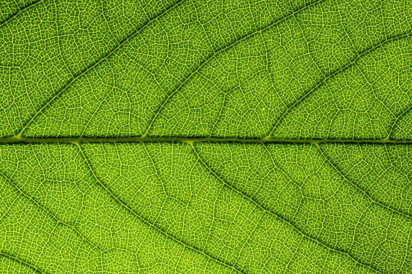 Yeşil Yapraklardan Oluşan Arka Plan Makro Deseni — Stok fotoğraf