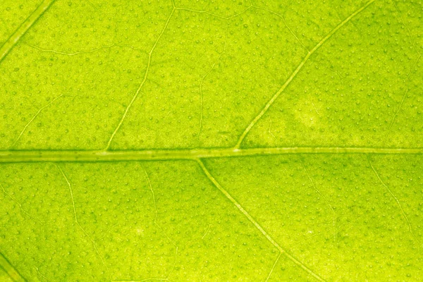 Макросхема Фона Зелёных Листьев — стоковое фото