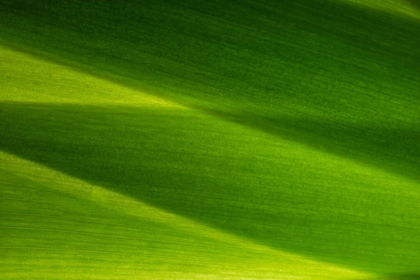 Arrière Plan Macro Motif Feuilles Vertes — Photo