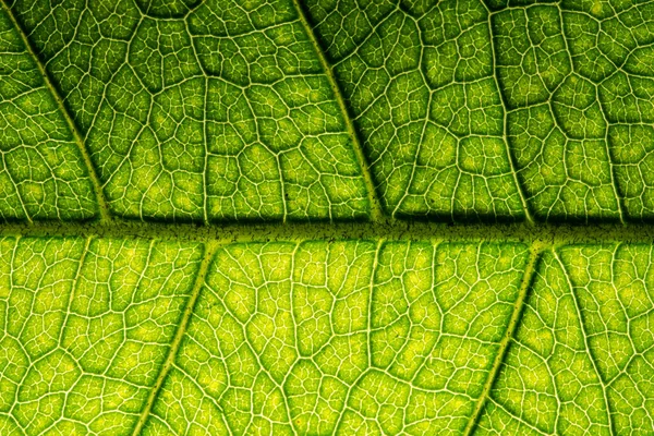 Bakgrund Makro Mönster Gröna Blad — Stockfoto