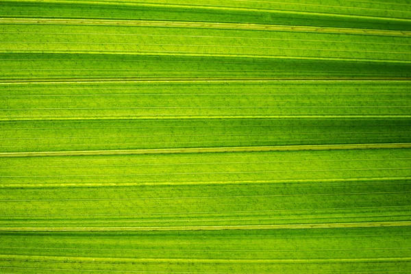 Padrão Macro Fundo Folhas Verdes — Fotografia de Stock