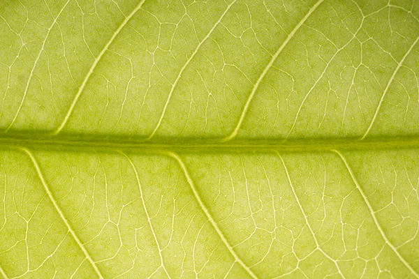 Yeşil Yapraklardan Oluşan Arka Plan Makro Deseni — Stok fotoğraf