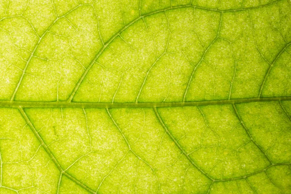 Yeşil Yapraklardan Oluşan Arka Plan Makro Deseni — Stok fotoğraf