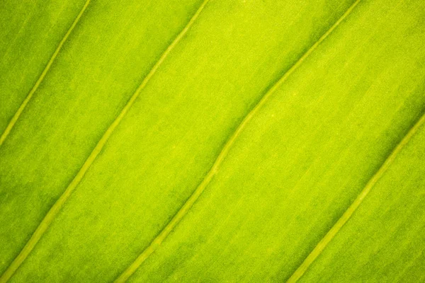 Hintergrund Makromuster Der Grünen Blätter — Stockfoto