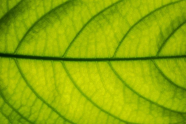 Padrão Macro Fundo Folhas Verdes — Fotografia de Stock