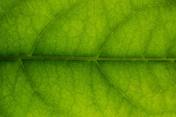 Padrão Macro Fundo Folhas Verdes — Fotografia de Stock