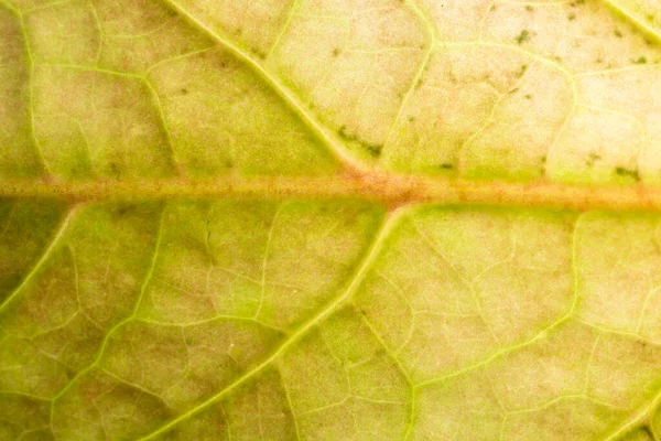 Arrière Plan Macro Motif Feuilles Vertes — Photo