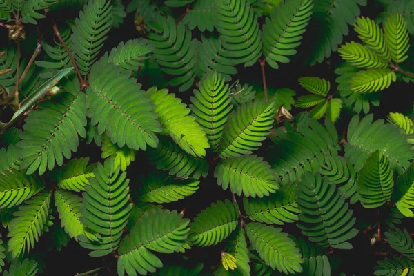 Bakgrund Makro Mönster Gröna Blad — Stockfoto