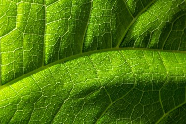 Yeşil yapraklardan oluşan arka plan makro deseni