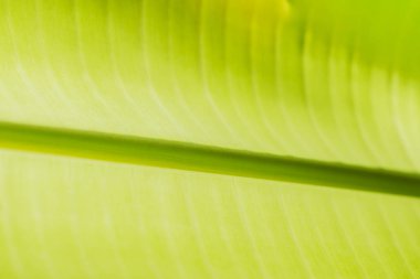 Yeşil yapraklardan oluşan arka plan makro deseni