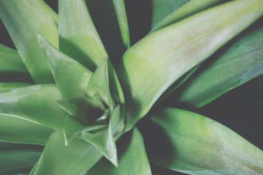 Yeşil yapraklardan oluşan arka plan makro deseni