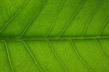 Yeşil yapraklardan oluşan arka plan makro deseni