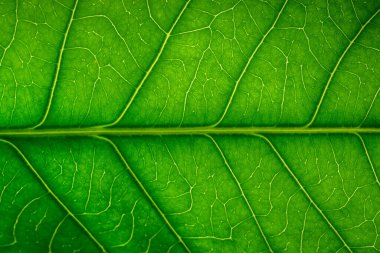 Yeşil yapraklardan oluşan arka plan makro deseni