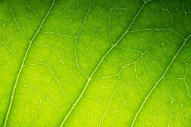 Yeşil yapraklardan oluşan arka plan makro deseni