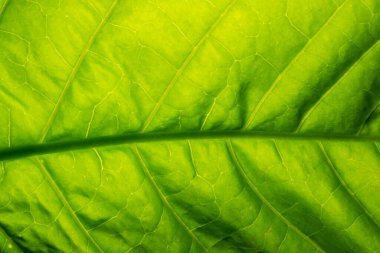 Yeşil yapraklardan oluşan arka plan makro deseni