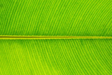 Yeşil yapraklardan oluşan arka plan makro deseni