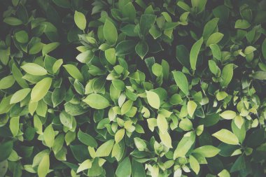 Yeşil yapraklardan oluşan arka plan makro deseni