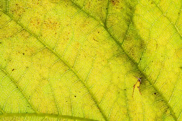 Fondo Macro Patrón Hojas Verdes — Foto de Stock