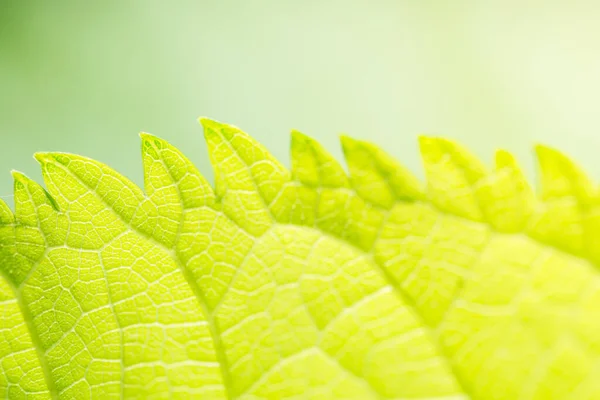 Bakgrund Makro Mönster Gröna Blad — Stockfoto