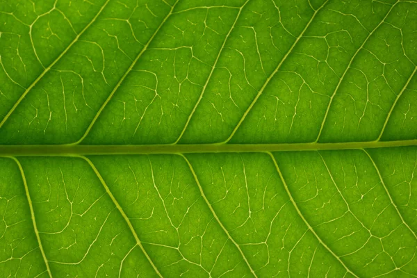 Bakgrund Makro Mönster Gröna Blad — Stockfoto