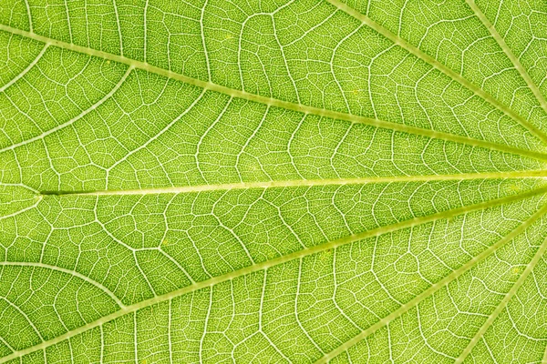 Background Macro Pattern Green Leaves — Stock Photo, Image