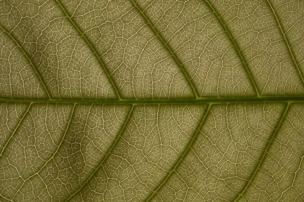 緑の葉の背景色 — ストック写真