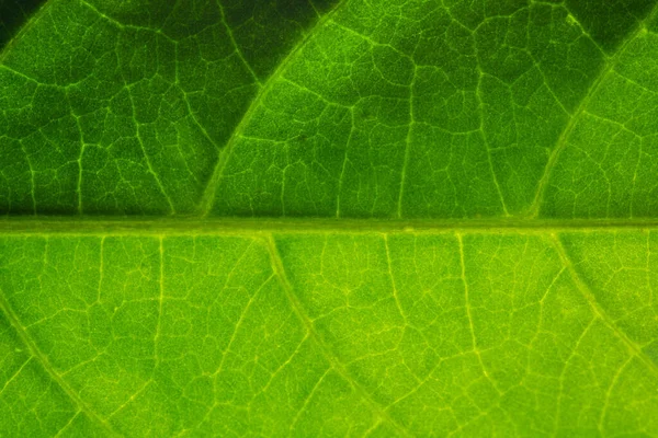 Padrão Macro Fundo Folhas Verdes — Fotografia de Stock