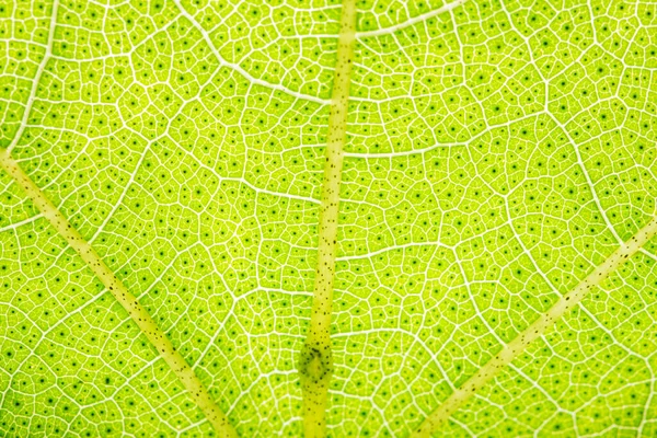 Background Macro Pattern Green Leaves — Stock Photo, Image
