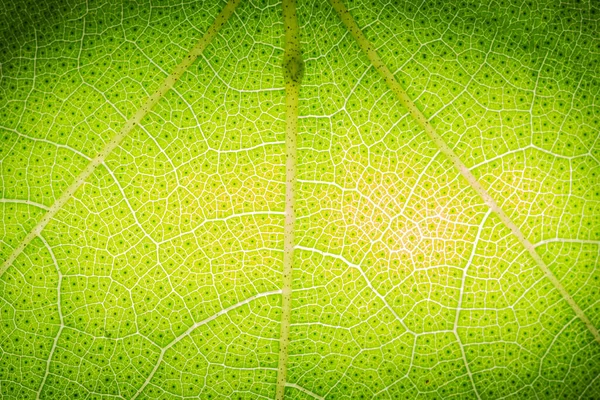 Bakgrund Makro Mönster Gröna Blad — Stockfoto