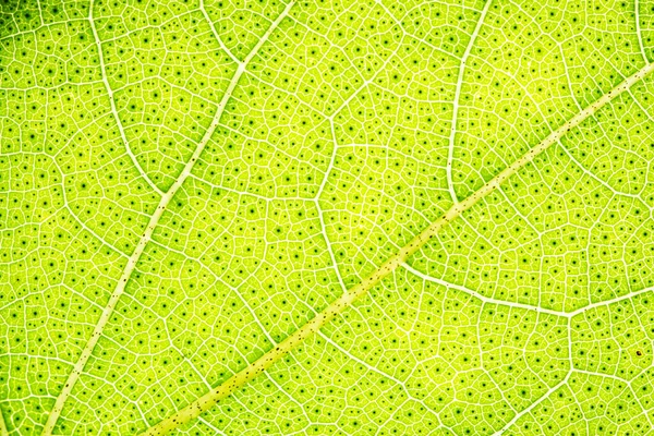 Tło Makro Wzór Zielonych Liści — Zdjęcie stockowe