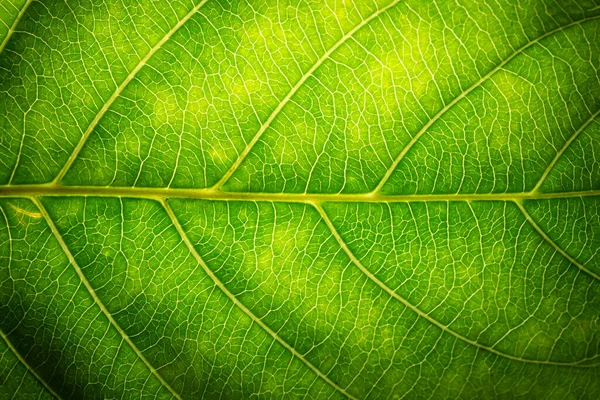 Фон Макрос Зеленого Листя — стокове фото
