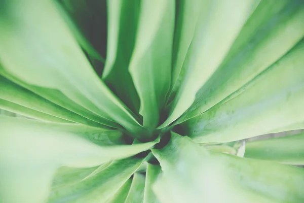 Background Macro Pattern Green Leaves — Stock Photo, Image