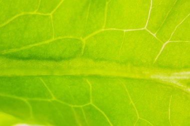 Yeşil yapraklardan oluşan arka plan makro deseni