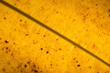 Makro arkaplan, kurumuş yaprak deseni