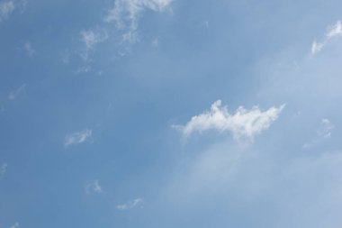 makro Karınca Kara Hayvan