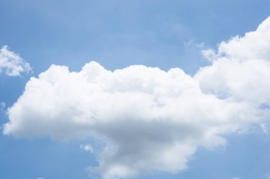 makro Karınca Kara Hayvan