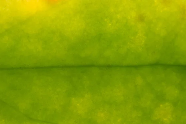 Макросхема Фона Зелёных Листьев — стоковое фото