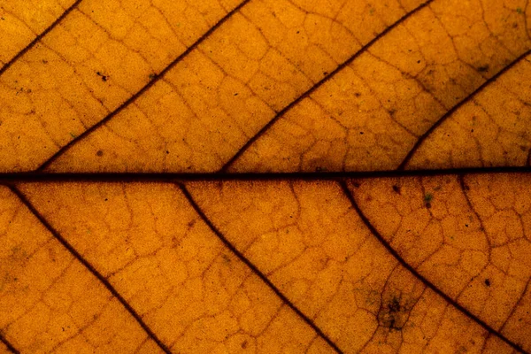 マクロ背景 乾燥葉のパターン — ストック写真