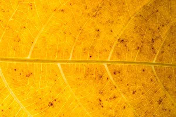 Makro Háttér Szárított Levél Minta — Stock Fotó