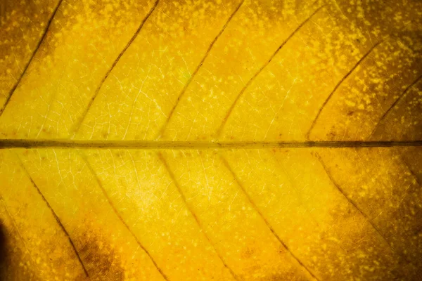 Macro Fond Motif Feuilles Séchées — Photo