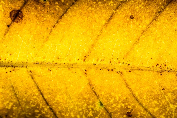 Macro Background Dried Leaf Pattern — Stock Photo, Image